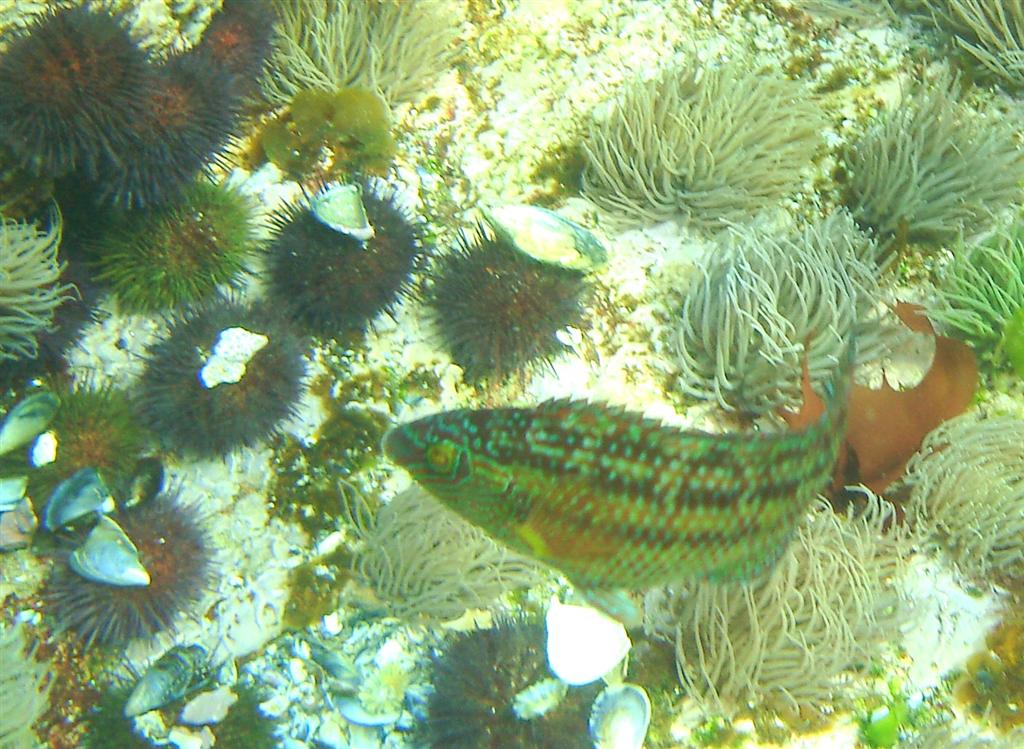 porredana 060212.JPG